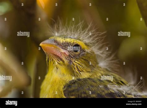 bird yellow finch baby fledgeling Stock Photo - Alamy