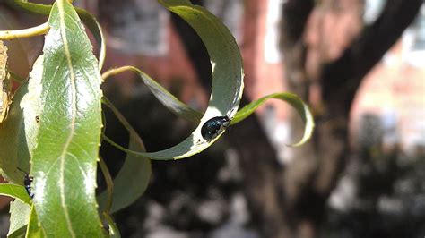 Imported Willow Leaf Beetles Nc State Extension