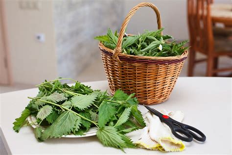 10 Plantas Medicinales Imprescindibles En Tu Hogar Hogarmania