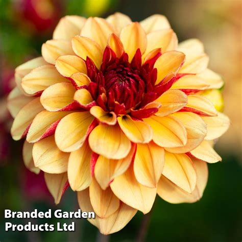 Dahlia Double Flowered Collection Thompson Morgan