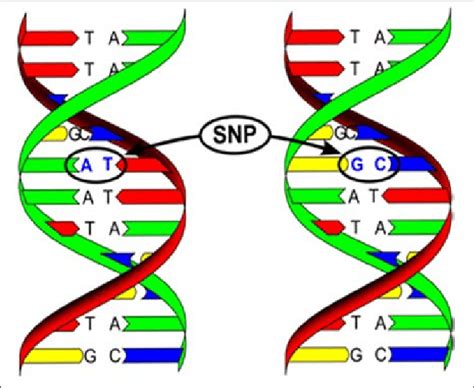 Single Nucleotide Polymorphism At Replacement Of The Adenine Download Scientific Diagram