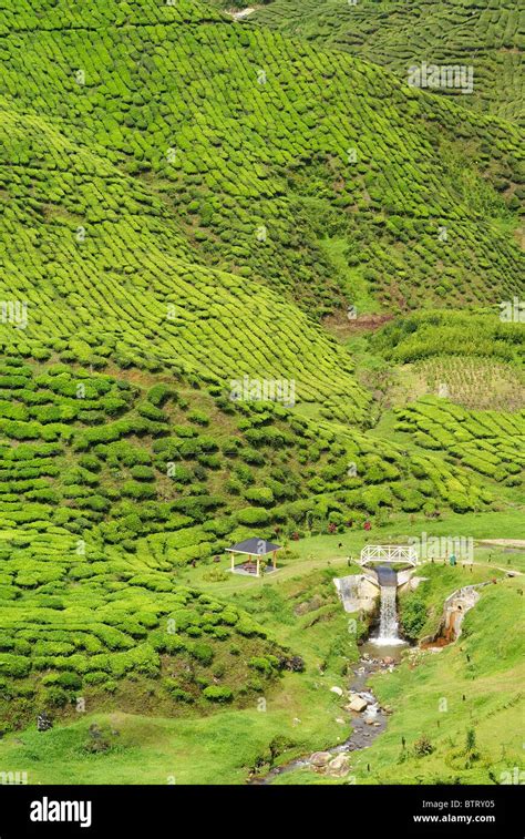 Tea Plantation at Cameron Highland Stock Photo - Alamy