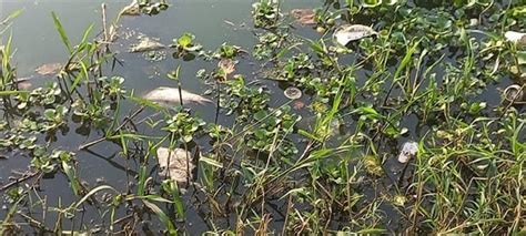 Denuncian Descargas De Aguas Negras En Lagunas Ilusión Y Encanto