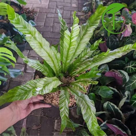 Jual Tanaman Hias Kadaka Variegata Kadaka Variegata Grade A Kab