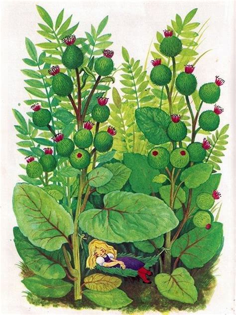 Illustrations Contes Et Fables Divers Page Plant Illustration