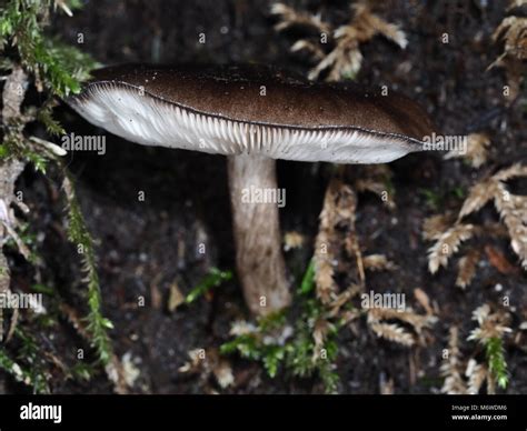 Pluteus Cervinus Also Known As Pluteus Atricapillus Mushroom Growing