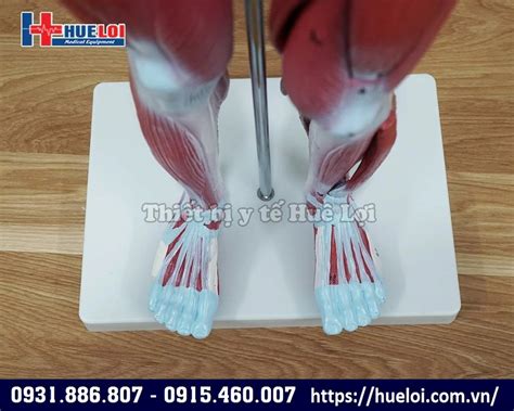 Mô Hình Giải Phẫu Cơ Và Nội Tạng 78cm Thiết Bị Y Tế Huê Lợi