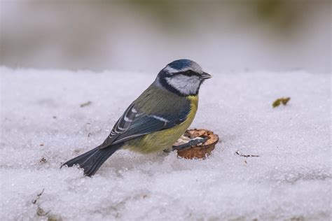 Blue Tit Martin Sramek Flickr