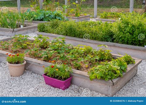 Groentetuin Met Assortiment Groenten En Bloemen In Verhoogde Bedden