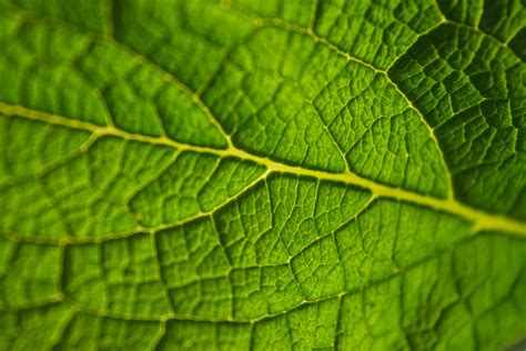 Banco De Imagens Natureza Plantar Folha Flor Verde Erva Solo