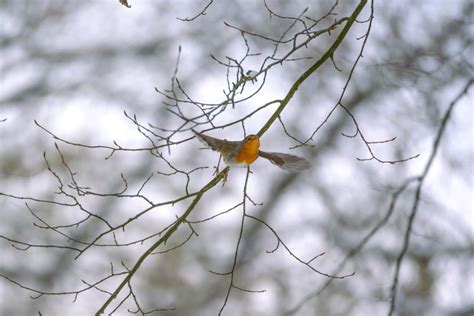 Do Robins Migrate? (Robin Migration Explained)