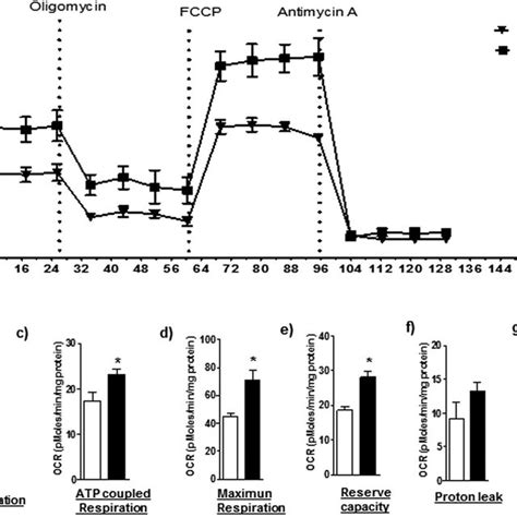 Effect Of MTORC1 Inhibition On Mitochondrial Respiration In PHT Cells