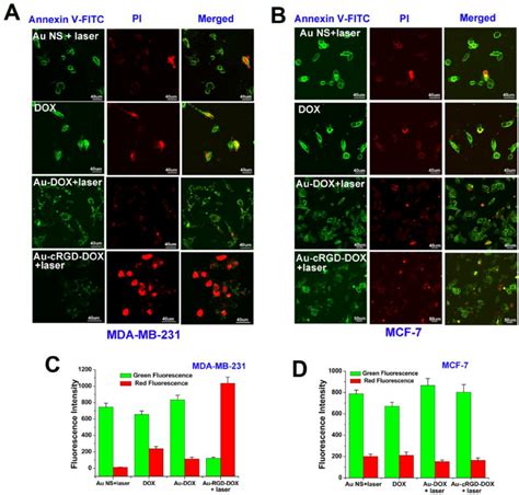 Annexin V Fitc And Pi Staining Were Used To Evaluate The Cell Viability