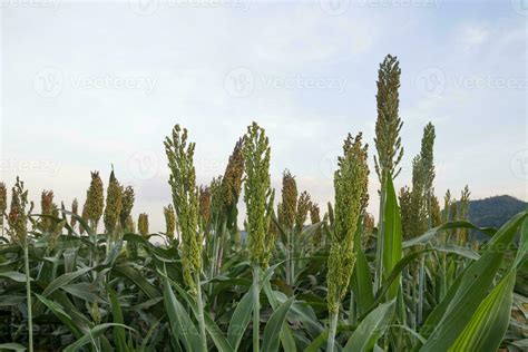 Sorghum in field 25358098 Stock Photo at Vecteezy