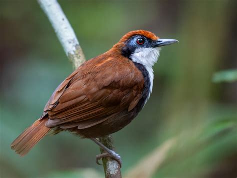 White Cheeked Antbird Gymnopithys Leucaspis Birds Of The World