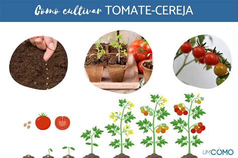 Como se planta um pé de tomate Click Seg