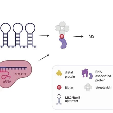 In Vivo Proximity Labeling Strategies For Identifying Protein Partners Download Scientific