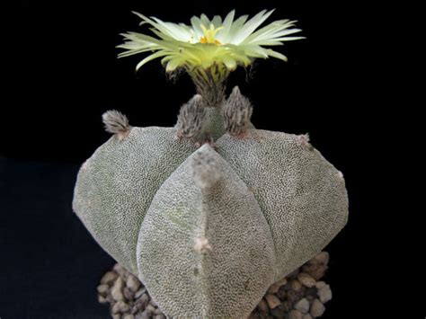 Astrophytum Myriostigma Var Quadricostatum World Of Succulents