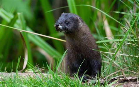 Ein Fünftel der Tiere und Pflanzen in Europa vom Aussterben bedroht SZ de