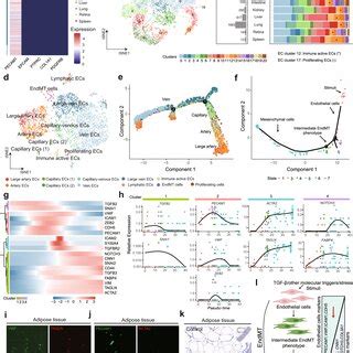 Validation Of Cell Heterogeneity In Retina And Kidney A T Sne