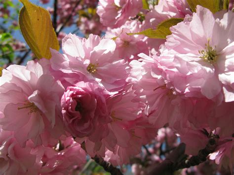 Central Park Cherry Blossoms K Hardy Flickr