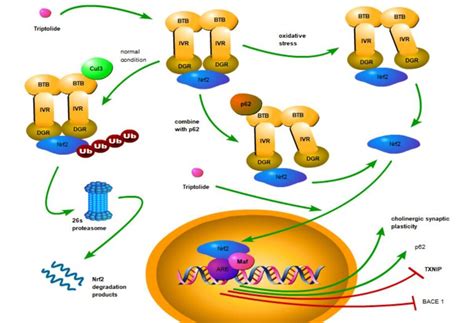 The NF KB Signaling Pathway In AD The NF KB Signaling Pathway Is