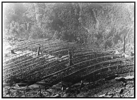 Figure 15 Photograph Of A Cinchona Nursery At Munsong In British