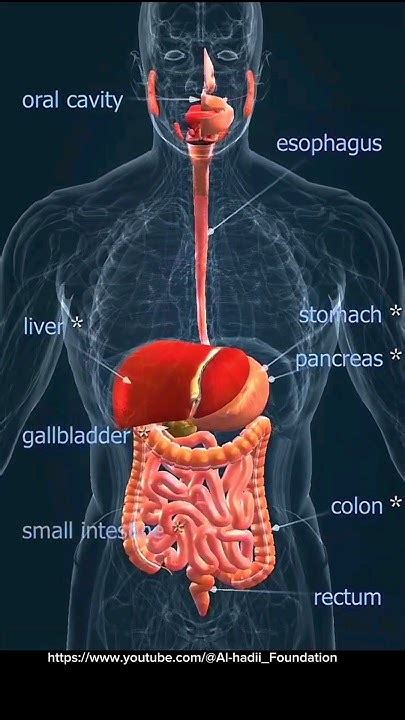 Digestive System Stomach Esophagus Buccal Cavity Small Intestine Large Intestine Youtube