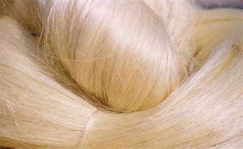 Production And Processing Of Sisal Fiber