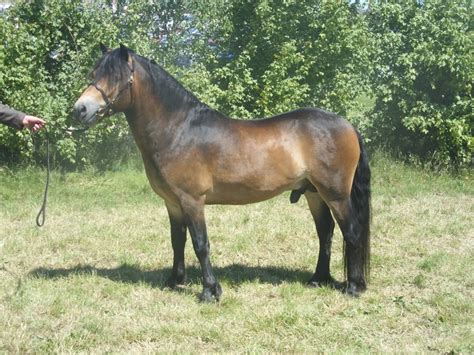 Exmoor Pony Info, Origin, History, Pictures