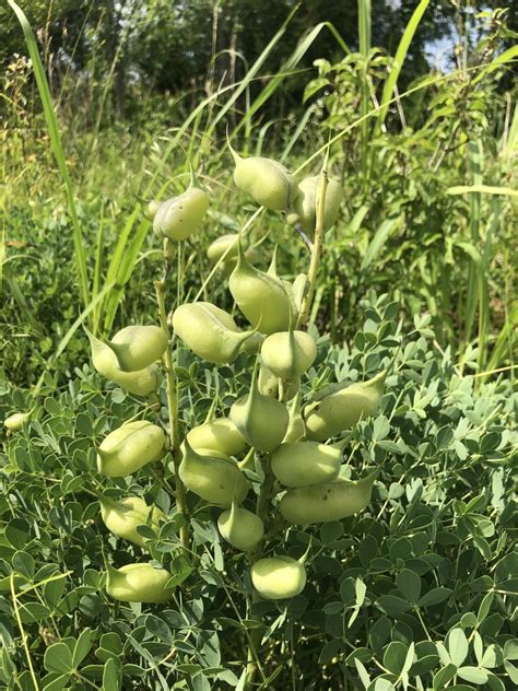 Eastern Prairie Blue Wild Indigo In May 2022 By John Kees So Close To