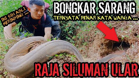 Bongkar Sarang Raja Siluman Ular Berwujud Aneh Yang Ditakuti Petani