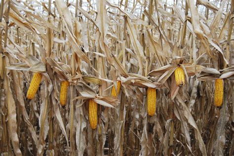 Cropside High Yields Cause For A Closer Look At Corn Ontario Grain