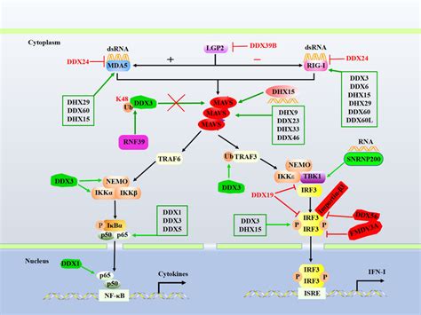 Dexd H Box Helicases Regulate The Rlr Signaling Pathway Mda And Rig I