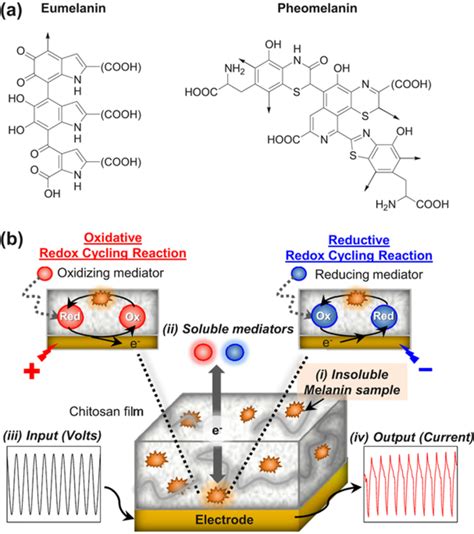 Putative Structures Of Eumelanin And Pheomelanin B Electrochemical