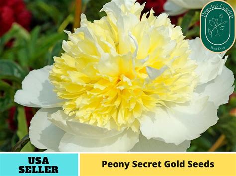 10 Seeds Secret Gold Peony Seeds Authentic Seeds Perennial Gmo Free Flower Seeds Vegetable Seeds