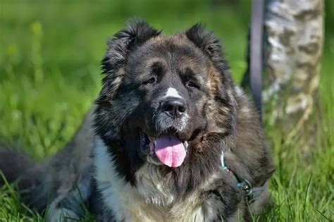 Russian Bear Dog: Understanding Size, Price, Lifespan & Beyond