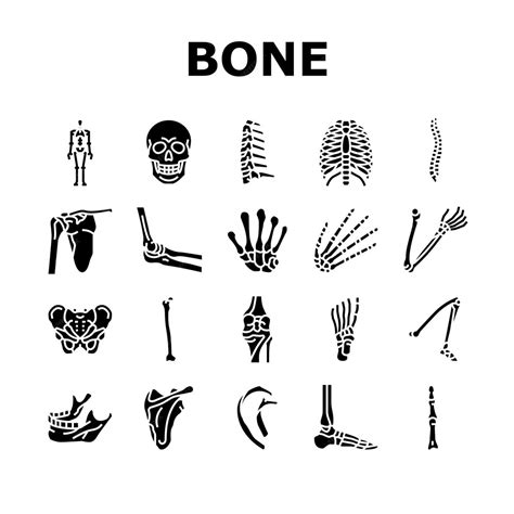 Premium Vector Bone Human Skeleton Structure Icons Set Vector