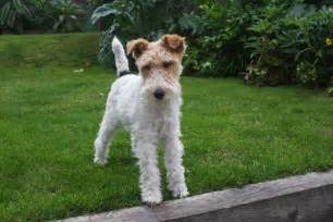 Wire Fox Terrier - Pictures, Information, Temperament, Characteristics ...