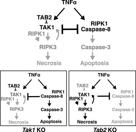 Models In Wild Type Cells Tak1 Is Transiently Activated Upon Tnf