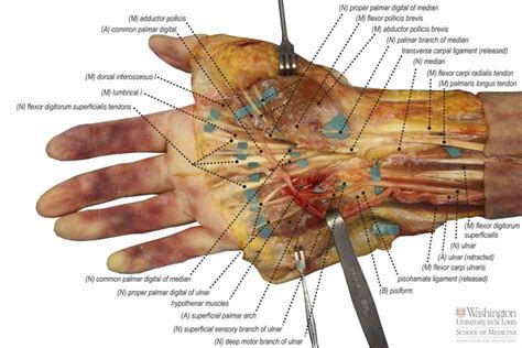 Hand Anatomy And Nerves