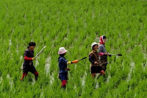 朝鮮觀察，朝鮮農民插秧時有多熱鬧？ 每日頭條