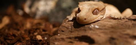 Crested Gecko Care Guide - Find Your Reptile - Community and Marketplace