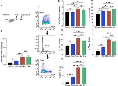 Frontiers Protozoan Parasite Babesia Microti Subverts Adaptive Immunity And Enhances Lyme