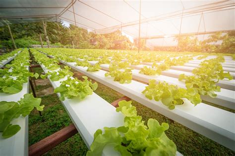 Vapiano Gründer steigt auf Vertical Farming um HOGAPAGE Nachrichten