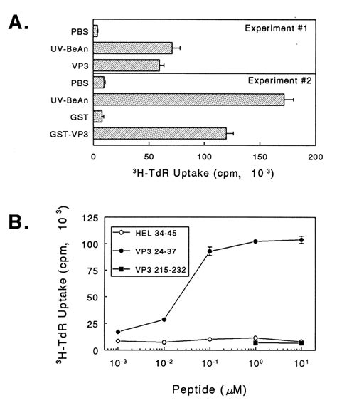 Analysis Of The Fine Specificity Of A Representative T Cell Hybridoma