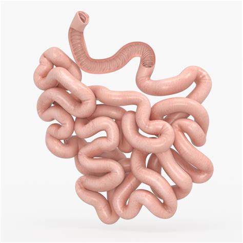 Anatomy Of Small Intestine - Anatomy Reading Source