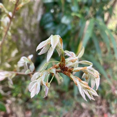 コナラの新芽 里山のおはなし｜叶 匠壽庵