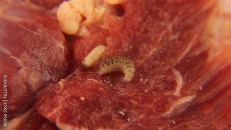 Larvae Of Flies On Meat Housefly Musca Domestica Maggots Maggot