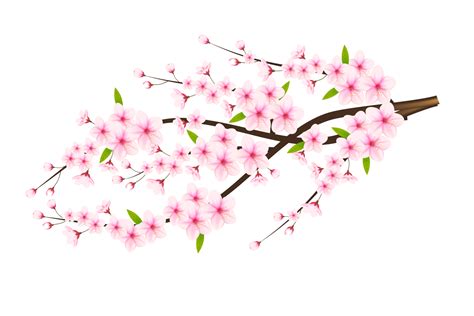 Realistic Blooming Cherry Flowers And Petals Cherry Blossom Pink